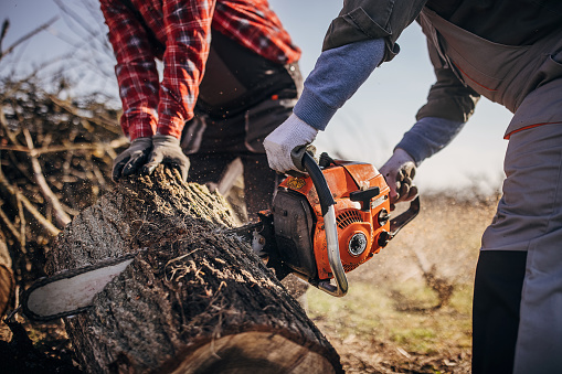 Professional tree removal work