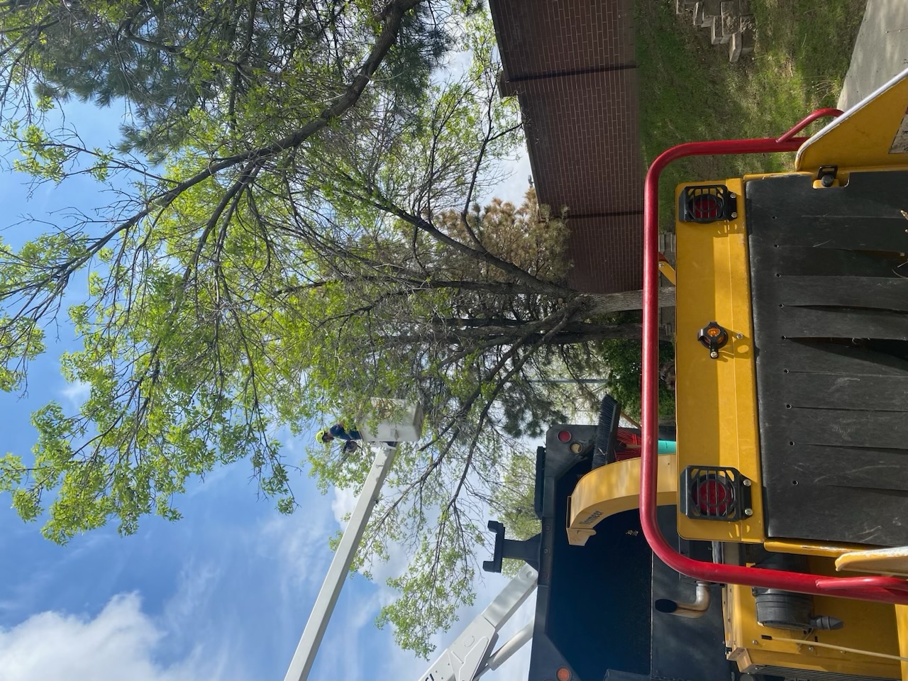 Tree care work by American Tree Colorado