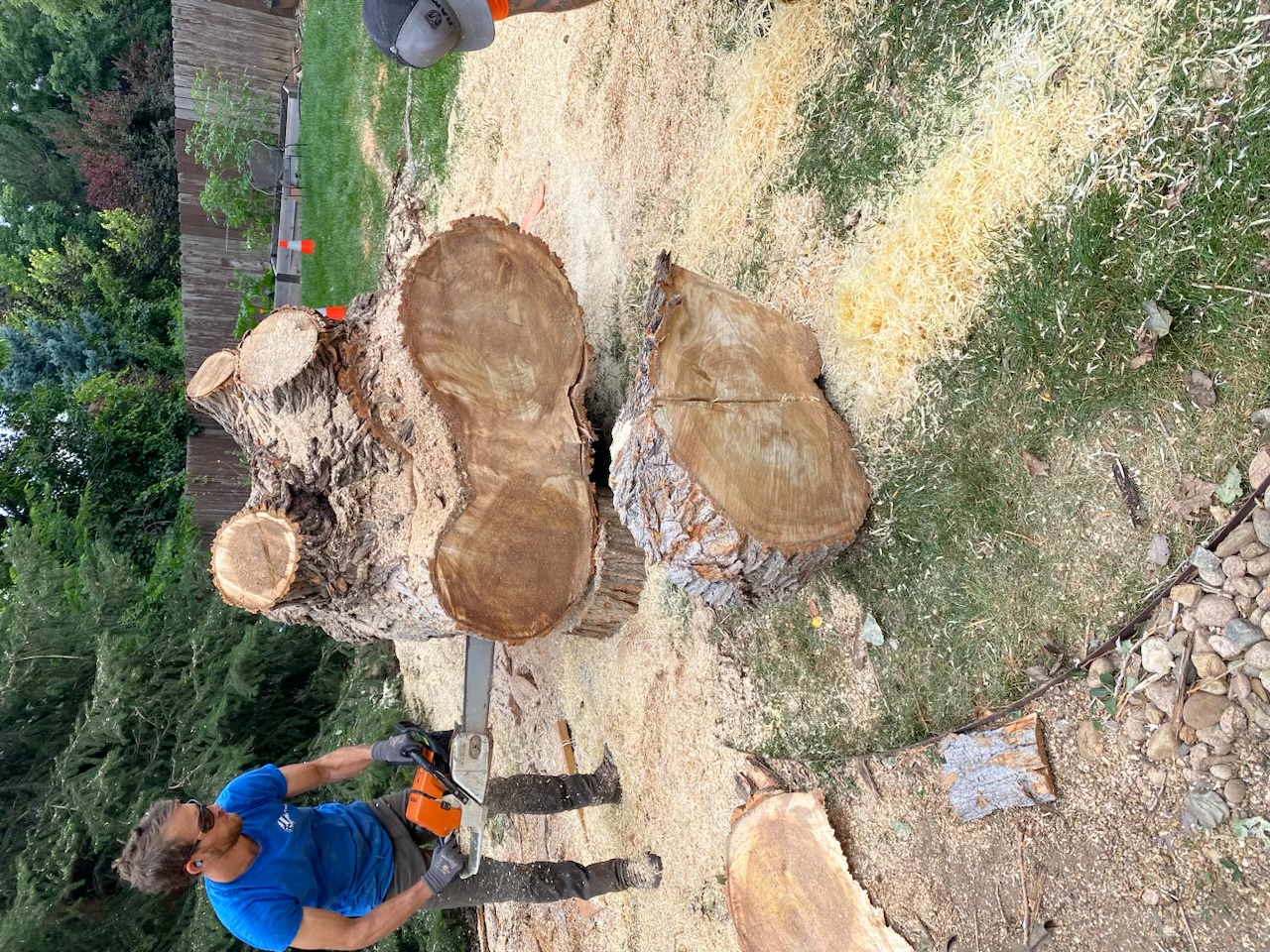 Tree care project from the American Tree Colorado portfolio
