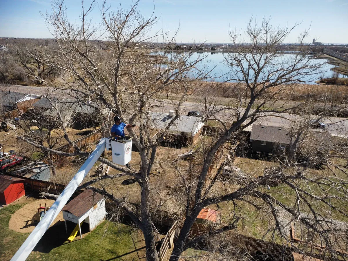 Colorado tree care project